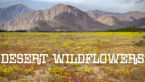 2024 Desert Wildflowers - Full Video On YouTube!