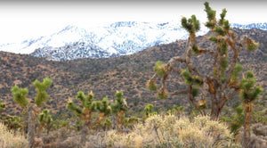 Christmas Carols in the Snowy Mojave Desert Mountains - Merry Christmas!