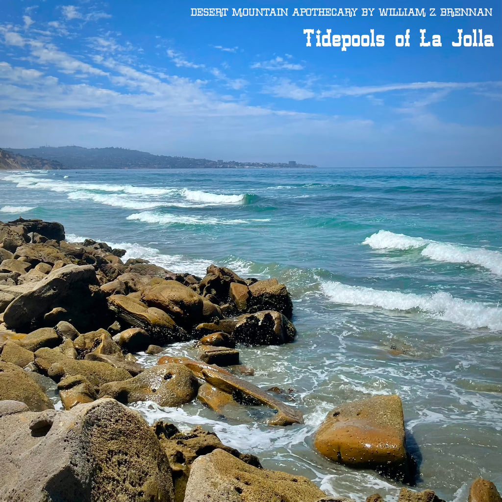 Tidepools of La Jolla, California – Nursery of The Pacific Ocean Marine Life