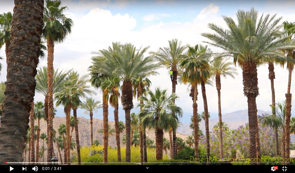 Palm Tree Trimming the Old Fashioned Way - Desert Landscape