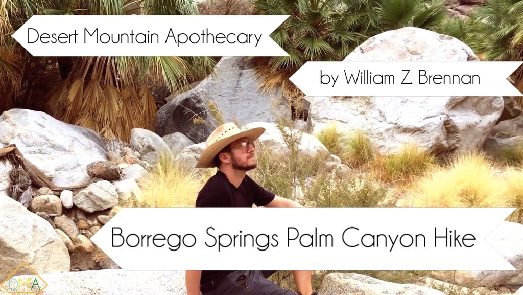 Borrego Springs Palm Canyon Oasis Hike