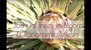 Joshua Tree Super Bloom & Panoramic Views of National Park