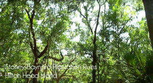 Hilton Head Island - Stoney Baynard Plantation Ruin - Sea Pines Resort